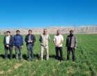 با آغاز پایش میدانی مزارع بذری گندم، وضعیت سطح سبز در شهرستان کوهدشت مطلوب ارزیابی شد
