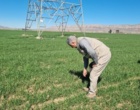 با آغاز پایش میدانی مزارع بذری گندم، وضعیت سطح سبز در شهرستان کوهدشت مطلوب ارزیابی شد