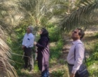 بازدید میدانی کارشناسان از باغات خرمای منطقه اندوهجرد استان کرمان
