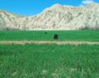 بازدید کارشناسان گیاه‌پزشکی مرکز تحقیقات کشاورزی لرستان از مزارع گندم و جو پلدختر و معمولان