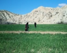 بازدید کارشناسان گیاه‌پزشکی مرکز تحقیقات کشاورزی لرستان از مزارع گندم و جو پلدختر و معمولان