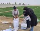 اجرای طرح های تحقیقی ترویجی تغذیه گندم بصورت PNT در مزارع کشاورزان شهرستان هرند اصفهان