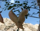 جمع‌آوری بیش از ۱۰۰ نمونه بذر از گیاهان آلپی کوه هزار استان کرمان