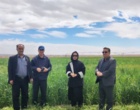 رئیس مرکز از فعالیت های ایستگاه های تحقیقاتی و تولیدی مرکز بازدید کرد