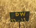 معرفی رقم گندم دوروم ماهان DW-96-19 جهت کاشت در منطقه ارزوییه استان کرمان