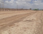 کشت گیاه کم آب بر کاپاریس در شرق اصفهان