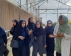 تداوم فعالیت‌های پژوهشی مرکز تحقیقات و آموزش کشاورزی و منابع طبیعی استان سمنان در شرایط جنگی