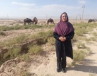 اجرای طرح ملی تحلیل راهبردی پرورش شتر در مراتع خشک و نیمه‌خشک کشور در استان سمنان
