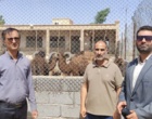 اجرای طرح ملی تحلیل راهبردی پرورش شتر در مراتع خشک و نیمه‌خشک کشور در استان سمنان