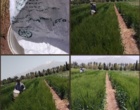 بازدید کارشناسان ثبت و گواهی بذر و نهال از سه طرح تحقیقاتی مرکز تحقیقات کشاورزی استان کرمان
