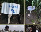 بازدید کارشناسان ثبت و گواهی بذر و نهال از سه طرح تحقیقاتی مرکز تحقیقات کشاورزی استان کرمان