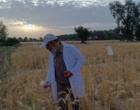 انتخاب توده های دو نسل (F2 و F4) گندم در ایستگاه تحقیقات کشاورزی بمپور