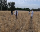 انتخاب توده های دو نسل (F2 و F4) گندم در ایستگاه تحقیقات کشاورزی بمپور