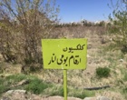 کلکسیون انارهای ایرانی
