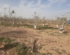 کاربردی‌ترین راهکارهای کاهش خسارت آفتاب‌سوختگی در درختان پسته