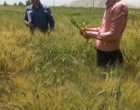تأکید بر مخلوط‌کِشی به‌موقع در مزارع بذری ارزوییه استان کرمان