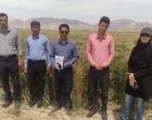 تأکید بر مخلوط‌کِشی به‌موقع در مزارع بذری ارزوییه استان کرمان