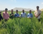 تأکید بر مخلوط‌کِشی به‌موقع در مزارع بذری ارزوییه استان کرمان