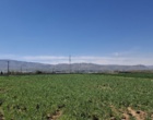 بازبینی تخصصی مزارع بذری در لرستان؛ آغاز فصل تصمیم‌های علمی و عملیاتی