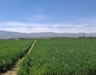 بازبینی تخصصی مزارع بذری در لرستان؛ آغاز فصل تصمیم‌های علمی و عملیاتی