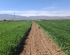 بازبینی تخصصی مزارع بذری در لرستان؛ آغاز فصل تصمیم‌های علمی و عملیاتی