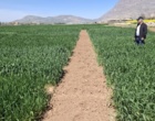 بازبینی تخصصی مزارع بذری در لرستان؛ آغاز فصل تصمیم‌های علمی و عملیاتی