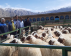 توزیع ۴۳ رأس گوسفند سنجابی در استان کرمانشاه برای حفظ و توسعه نژاد بومی