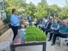راهکار نجات مصرف آب در شالیزارها؛ امکان صرفه‌جویی ۴۰ درصدی با کشت مستقیم برنج