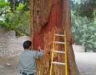 حفاظت از اثر طبیعی ملی سروهای دوقلوی سیرچ به‌عنوان گنجینه طبیعی کرمان