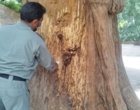 حفاظت از اثر طبیعی ملی سروهای دوقلوی سیرچ به‌عنوان گنجینه طبیعی کرمان
