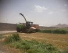 روز مزرعه خصیل جو