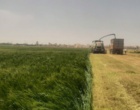 روز مزرعه خصیل جو