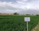 مزارع بذر پرورشی جو و گندم در ایستگاه تحقیقات دامپروری کشاورزی شهرستان گلپایگان اصفهان