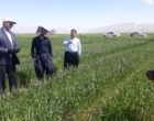 بازدید محققان مرکز تحقیقات کرمانشاه از پروژه‌های تحقیقی-ترویجی گندم در شهرستان روانسر