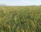 بازدید فنی از طرح مدیریت علف هرز چچم در مزارع گندم ارزوئیه/ زنگ خطری برای مقاومت به علف‌کش‌ها