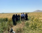 بازدید فنی از طرح مدیریت علف هرز چچم در مزارع گندم ارزوئیه/ زنگ خطری برای مقاومت به علف‌کش‌ها