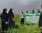 روز انتقال یافته‌های تحقیقاتب «مبارزه با عوامل خسارت‌زای مزارع گندم؛ سن غلات و بیماری زنگ زرد»