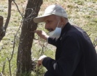 خشکیدگی بلوط‌ها در پیرجد خرم‌آباد؛ زنگ خطر تازه برای اکوسیستم زاگرس