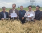تحول در تولید هسته‌های بذری کشور/ بازدید رئیس مؤسسه تحقیقات دیم کشور از ایستگاه ملی تحقیقات کشاورزی گنبدکاووس