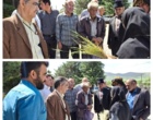 برگزاری روز مزرعه «مدیریت علف‌های هرز در مزارع غلات»