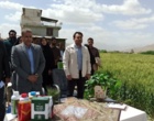 آموزش مدیریت داشت گندم در قالب کاروان ترویجی در شهرستان خرم‌آباد
