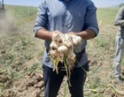برداشت موفق کشت آبی موسیر در روستای چنارحمام خرم‌آباد