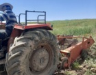 برداشت موفق کشت آبی موسیر در روستای چنارحمام خرم‌آباد