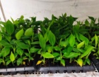 در راستای توسعه کشاورزی نوین و استفاده از فناوری‌های پیشرفته توسط عضو هیئت علمی پژوهشکده خرما و میوه‌های گرمسیری انجام شد