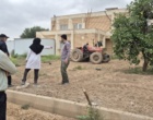 کشت 50 اصله کنار پیوندی در ستاد پژوهشکده خرما و میوه‌های گرمسیری با مشارکت مدیریت باغبانی سازمان جهادکشاورزی
