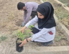 کشت 50 اصله کنار پیوندی در ستاد پژوهشکده خرما و میوه‌های گرمسیری با مشارکت مدیریت باغبانی سازمان جهادکشاورزی