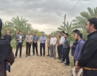 کشت 50 اصله کنار پیوندی در ستاد پژوهشکده خرما و میوه‌های گرمسیری با مشارکت مدیریت باغبانی سازمان جهادکشاورزی