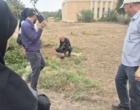 کشت 50 اصله کنار پیوندی در ستاد پژوهشکده خرما و میوه‌های گرمسیری با مشارکت مدیریت باغبانی سازمان جهادکشاورزی