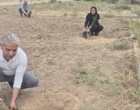 کشت 50 اصله کنار پیوندی در ستاد پژوهشکده خرما و میوه‌های گرمسیری با مشارکت مدیریت باغبانی سازمان جهادکشاورزی
