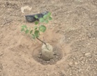 کشت 50 اصله کنار پیوندی در ستاد پژوهشکده خرما و میوه‌های گرمسیری با مشارکت مدیریت باغبانی سازمان جهادکشاورزی